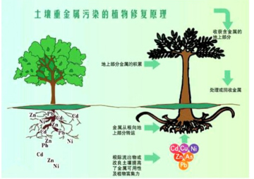 土壤修复技术_百度文库(图1)